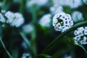 Alyssum